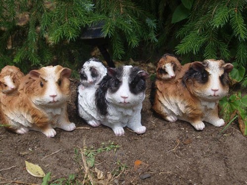Meerschweinchen baby deko - meerschweinchen,