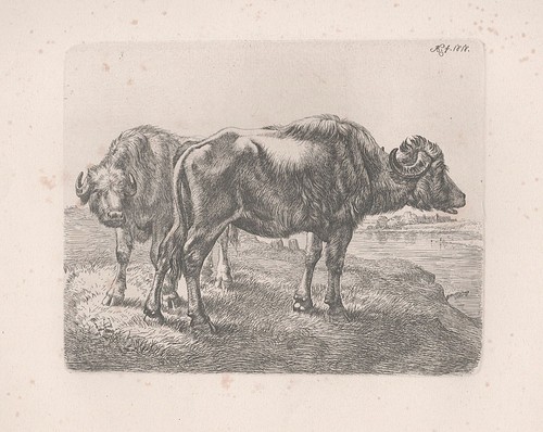 Büffel wasser buffalo - wasser,