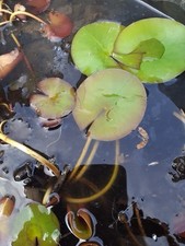 Seerose weiss Ableger Nymphea virginalis schnellwüchsig Teichpflanze