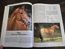 Privatbeschäler * Warmblut