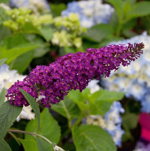 Schmetterlingsflieder summer - schmetterlingsflieder,