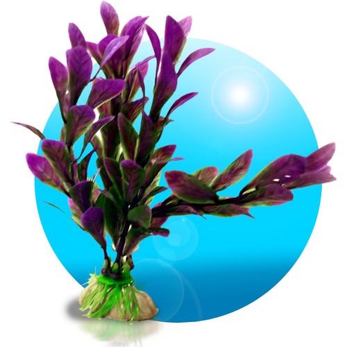 Aquarium pflanzen - aquarium,