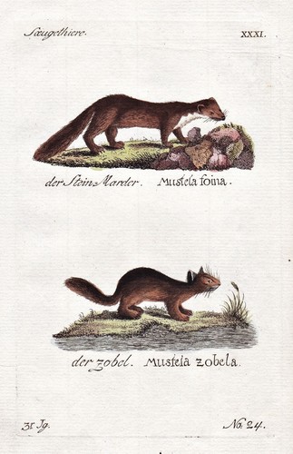 Steinmarder zobel stone marten - steinmarder,