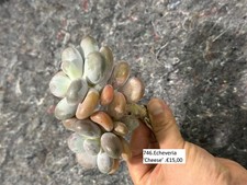 746.Pflanzen.Sukkulenten.Echeveria ‘Cheese’ .€15,00