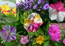50 - 100 - 200  Samen Mirabilis jalapa  Bicolor - Wunderblume
