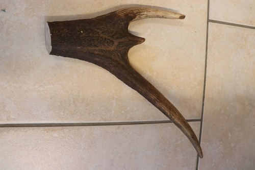 Hirschkrone geweihstange - hirschkrone,