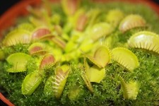 Fleischfressende Jungpflanze