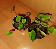 2 Pfannkuchenpflanzen - Ufo Pflanzen Pilea Peperomioides  Nr. 4, 5