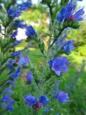 Echium vulgare NATTERNKOPF über 100 Samen Wildpflanze Bienenweide