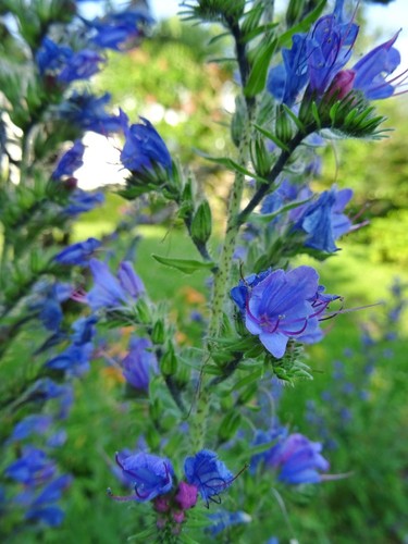 Echium vulgare natternkopf - vulgare,
