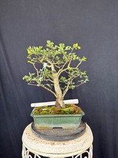 Weißdorn bonsai prebonsai - weißdorn,