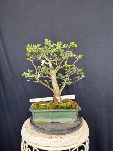 Weißdorn bonsai prebonsai - weißdorn,