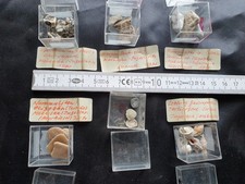 Spannende Fossilien + Gestein