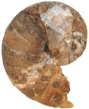 Kreide  Cymatoceras pseudoelegans  Seltener Nautilus  South Dakota  USA  4654