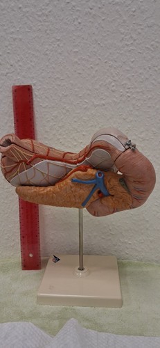 Anatomisches modell vom - anatomisches,