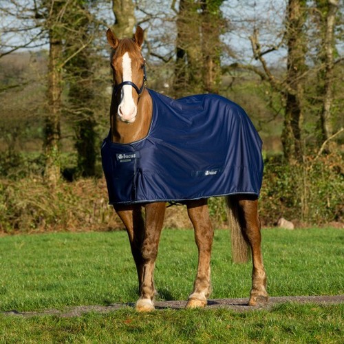 Bucas shamrock power - pony,