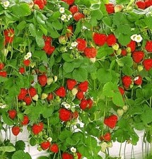 Hänge- Kletter Erdbeere