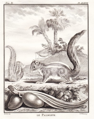 Ecureuil squirrel