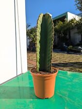 Euphorbia ingens 40–60cm