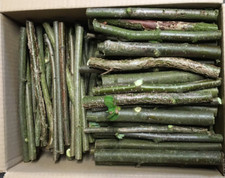 Knabberholz BIO Haselnuss 80 Stück für Nager oder Bastler