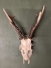 Sibirischer Rehbock 672g