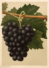 Rebsorte Frankenthaler