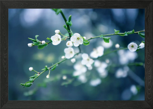 Frühling weiße blume makro - weiße,