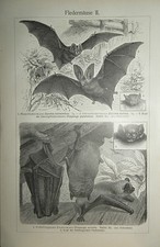 Fledermäuse I + II  Vampir Zwergfledermaus Fledermaus Holzstich  von 1906