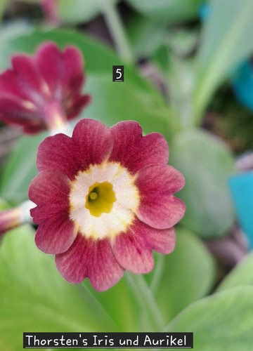 Aurikel aurikula primula - aurikel,