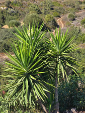 Yucca elephantipes - Palmlilie