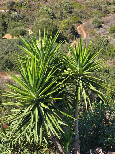 Yucca elephantipes palmlilie - -,