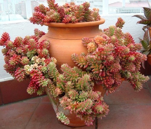 10x ableger sedum - 10x,