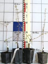 Metasequoia glyptostr. "Snow