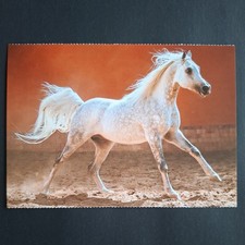 Pferdepostkarte AK Pferd Korsch Vollblutaraber 03/2017