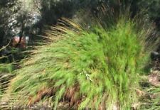 SAMEN Exotisch Samen Saatgut -