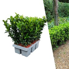 Euonymus Green Spire 6er Set | Winterhart & Buchsbaum Ersatz | Heckenpflanze