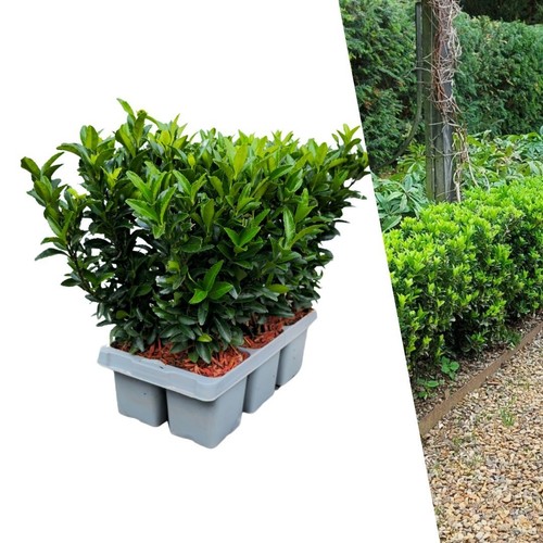 Euonymus green spire 6er set - spire,