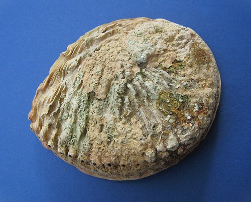 Paua abalone muschel natur - paua,