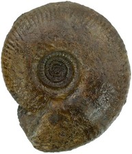 Dogger Standstück mit