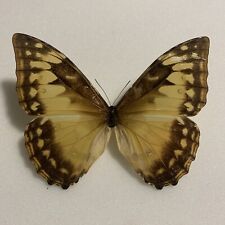 Entomologie*Morpho cypris*female*Kolumbien