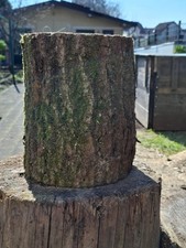 Hauklotz EICHE Natur Höhe ca