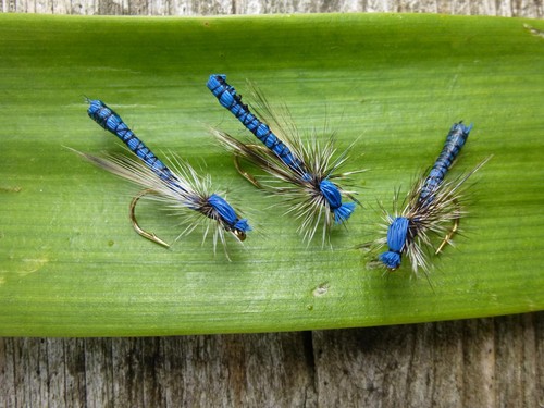 Blue damsel dragonfly - 4,