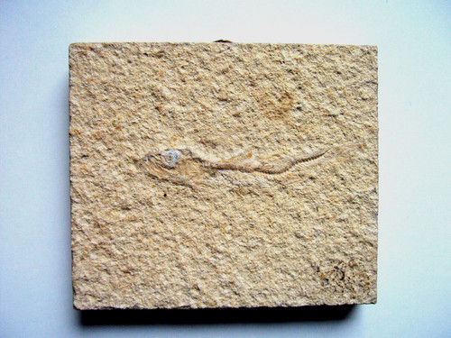 Versteinerter fisch - versteinerter,