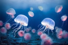 Wandbild: Quallen im Meer