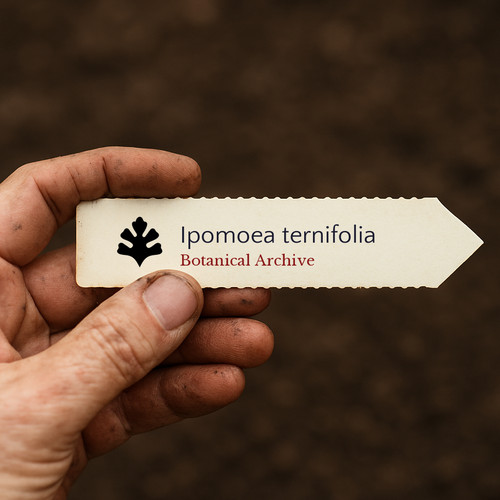 Ipomoea ternifolia seeds - ipomoea,