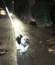 LEINENSOCKE Dogs Leash