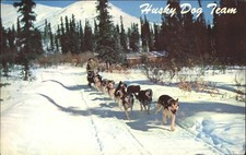Hunde Hundeschlitten Huskys Alaska Husky Dog Team 