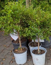 Granatapfel Stämmchen 