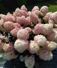 Hortensie SUNDAE FRAISE