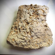 3.3kg Gastropod Granulolabium